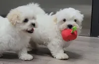 Jax, a male Shichon for sale in Limestone, TN – Photo 3 of 4