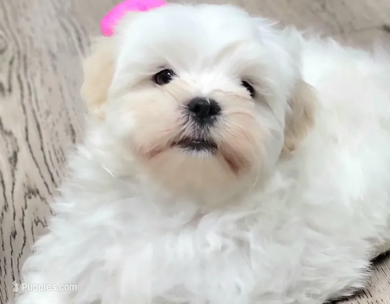 Jax – Shichon puppy for sale in Limestone, TN