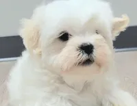 Jax, a male Shichon for sale in Limestone, TN – Photo 2 of 4