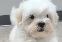 Jax, a male Shichon for sale in Limestone, TN – Photo 4 of 4