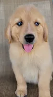 Waffles , a male Australian Shepherd and Golden Retriever for sale in Limestone, TN – 1 of 7