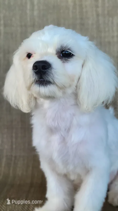 Pearl  – Shichon puppy for sale in Limestone, TN