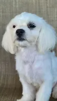 Pearl , a female Shichon for sale in Limestone, TN – 1 of 4