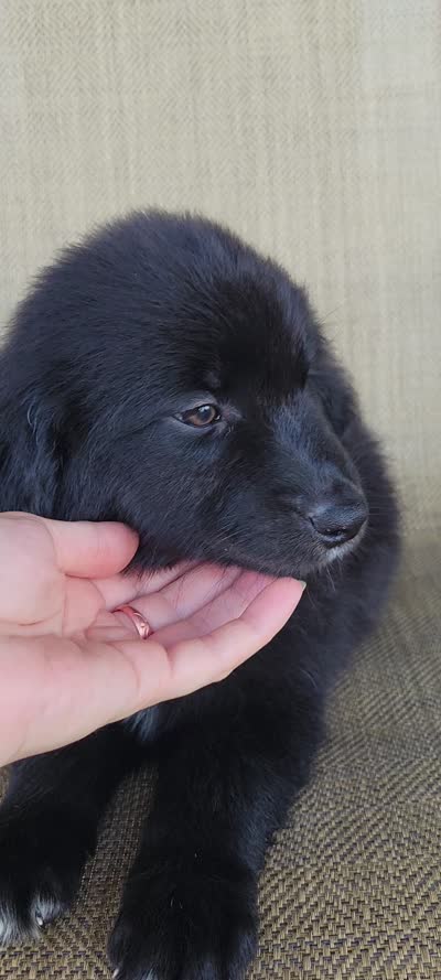 Bear, a male Australian Shepherd and Golden Retriever for sale in Limestone, TN – 8 of 8