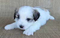Levi, a male Shichon for sale in Limestone, TN – 2 of 4