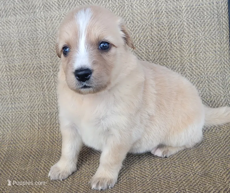 Candie – Australian Shepherd, Golden Retriever puppy for sale in Limestone, TN