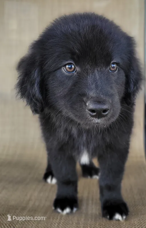 Bear – Australian Shepherd, Golden Retriever puppy for sale in Limestone, TN