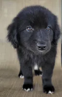Bear, a male Australian Shepherd and Golden Retriever for sale in Limestone, TN – 1 of 8