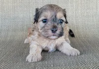 Paris , a female Shihpoo for sale in Limestone, TN – 5 of 5