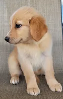 Princess , a female Australian Shepherd and Golden Retriever for sale in Limestone, TN – 3 of 6