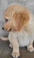 Waffles , a male Australian Shepherd and Golden Retriever for sale in Limestone, TN – 6 of 7