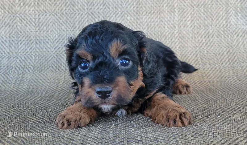 Maui – Shihpoo puppy for sale in Limestone, TN
