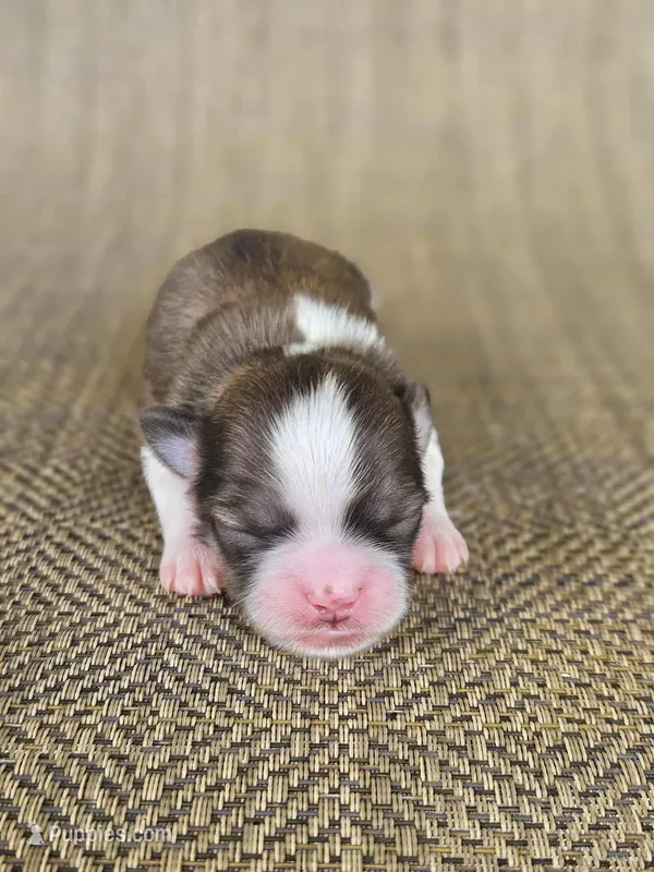 Sofia – Shichon puppy for sale in Limestone, TN