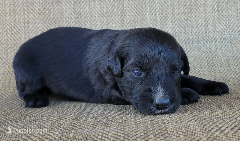 Trixie  – Australian Shepherd, Golden Retriever puppy for sale in Limestone, TN