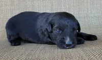 Trixie , a female Australian Shepherd and Golden Retriever for sale in Limestone, TN – 1 of 3