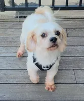 Toasty, a male Shichon for sale in Limestone, TN – Photo 2 of 8