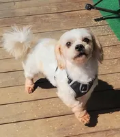 Toasty, a male Shichon for sale in Limestone, TN – Photo 8 of 8