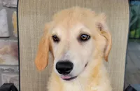 Elsa , a female Australian Shepherd and Golden Retriever for sale in Limestone, TN – 2 of 9
