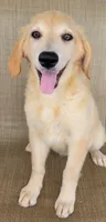 Elsa , a female Australian Shepherd and Golden Retriever for sale in Limestone, TN – 4 of 9