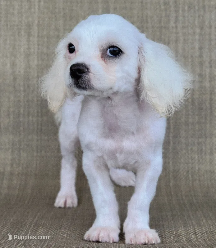 Pearl  – Shichon puppy for sale in Limestone, TN