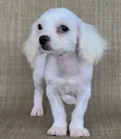 Pearl , a female Shichon for sale in Limestone, TN – 3 of 4