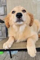 Dollie , a female Australian Shepherd and Golden Retriever for sale in Limestone, TN – 3 of 8