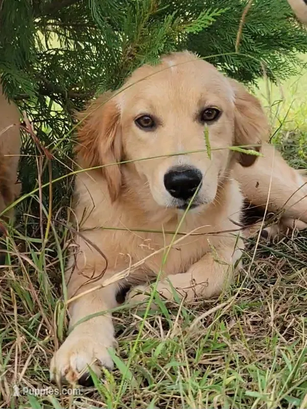 Dollie  – Australian Shepherd, Golden Retriever puppy for sale in Limestone, TN