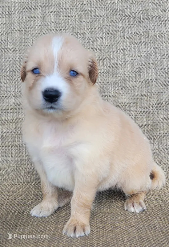 Blake  – Australian Shepherd, Golden Retriever puppy for sale in Limestone, TN