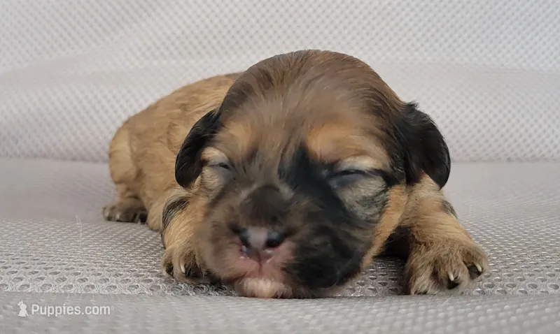 Paris – Shihpoo puppy for sale in Limestone, TN