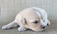 Goldie, a female Australian Shepherd and Golden Retriever for sale in Limestone, TN – 2 of 4