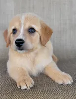 Candie, a female Australian Shepherd and Golden Retriever for sale in Limestone, TN – 5 of 8