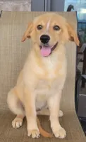 Princess , a female Australian Shepherd and Golden Retriever for sale in Limestone, TN – 3 of 10