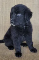 Trixie , a female Australian Shepherd and Golden Retriever for sale in Limestone, TN – 3 of 5