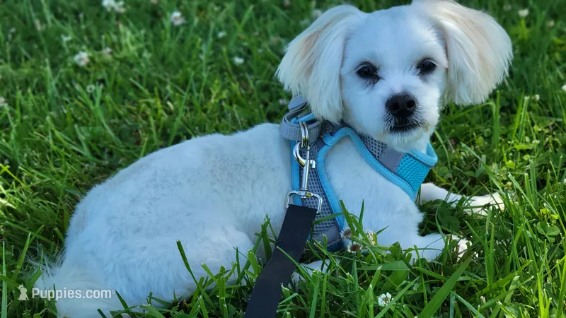 Usher – Shichon puppy for sale in Limestone, TN