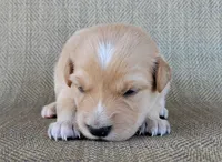 Dollie , a female Australian Shepherd and Golden Retriever for sale in Limestone, TN – 1 of 4