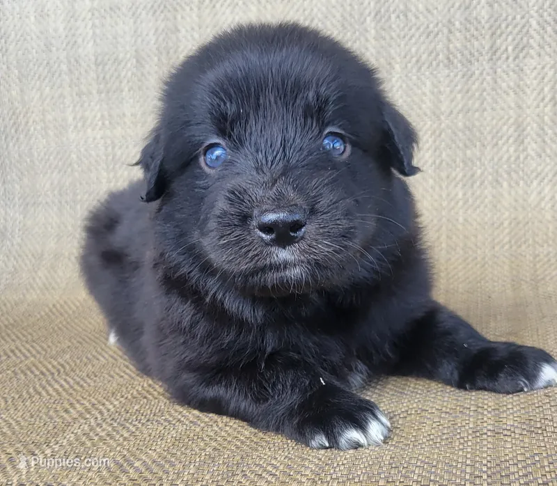 Bear – Australian Shepherd, Golden Retriever puppy for sale in Limestone, TN