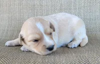 Goldie, a female Australian Shepherd and Golden Retriever for sale in Limestone, TN – 4 of 4