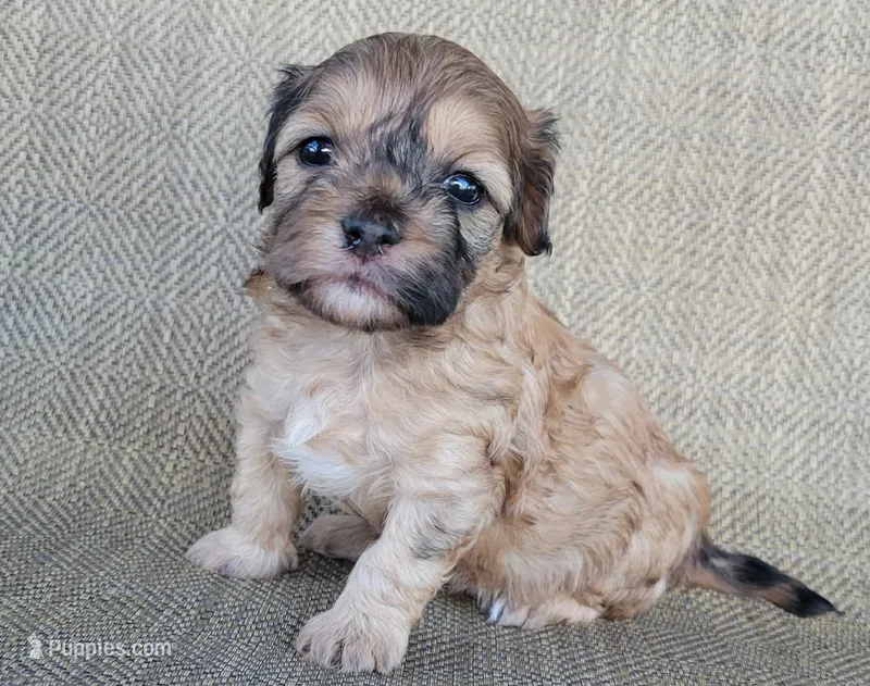 Paris  – Shihpoo puppy for sale in Limestone, TN