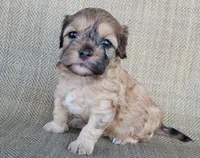 Paris , a female Shihpoo for sale in Limestone, TN – 1 of 5