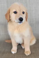 Dollie , a female Australian Shepherd and Golden Retriever for sale in Limestone, TN – 5 of 9