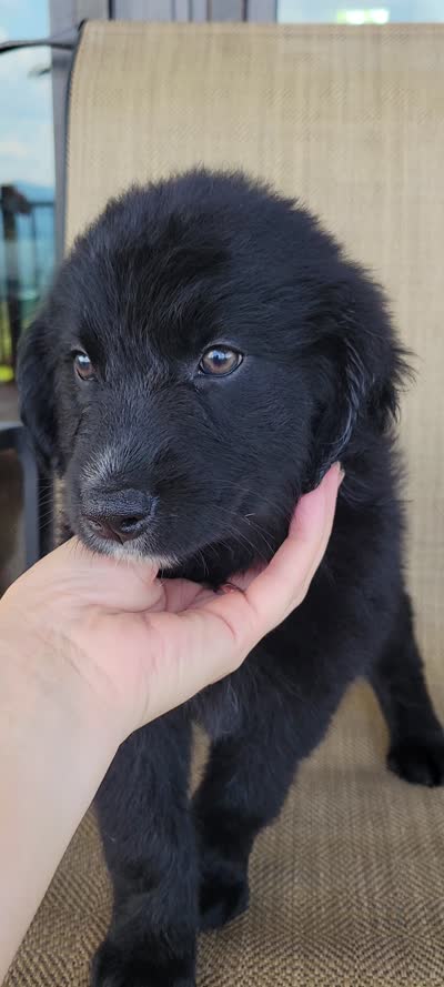 Trixie , a female Australian Shepherd and Golden Retriever for sale in Limestone, TN – 5 of 5