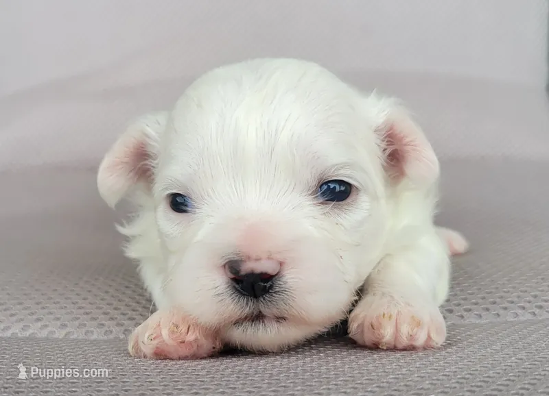Pearl  – Shichon puppy for sale in Limestone, TN