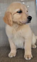 Waffles , a male Australian Shepherd and Golden Retriever for sale in Limestone, TN – 5 of 7