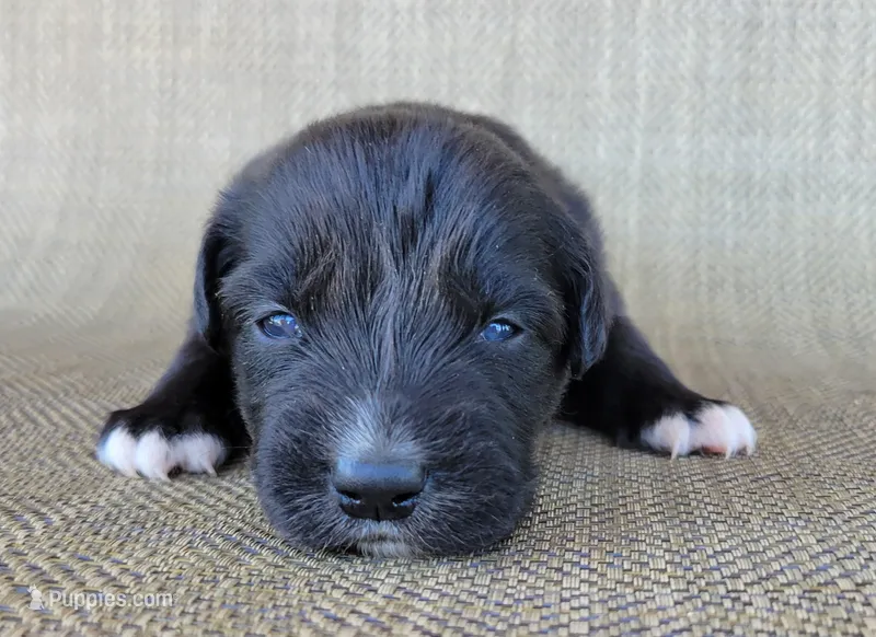 Bluey – Australian Shepherd, Golden Retriever puppy for sale in Limestone, TN