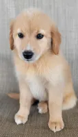 Dollie , a female Australian Shepherd and Golden Retriever for sale in Limestone, TN – 3 of 9
