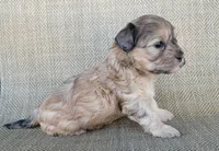 Paris , a female Shihpoo for sale in Limestone, TN – 3 of 5