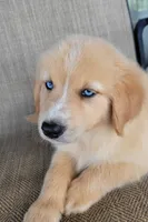Blake , a male Australian Shepherd and Golden Retriever for sale in Limestone, TN – 4 of 8