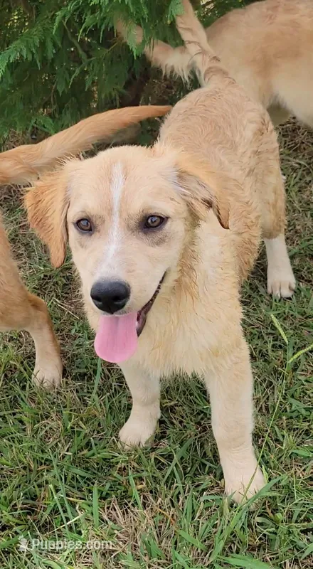 Candie – Australian Shepherd, Golden Retriever puppy for sale in Limestone, TN