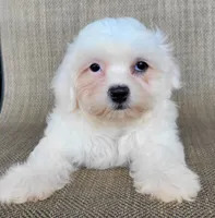 Pearl , a female Shichon for sale in Limestone, TN – 2 of 4