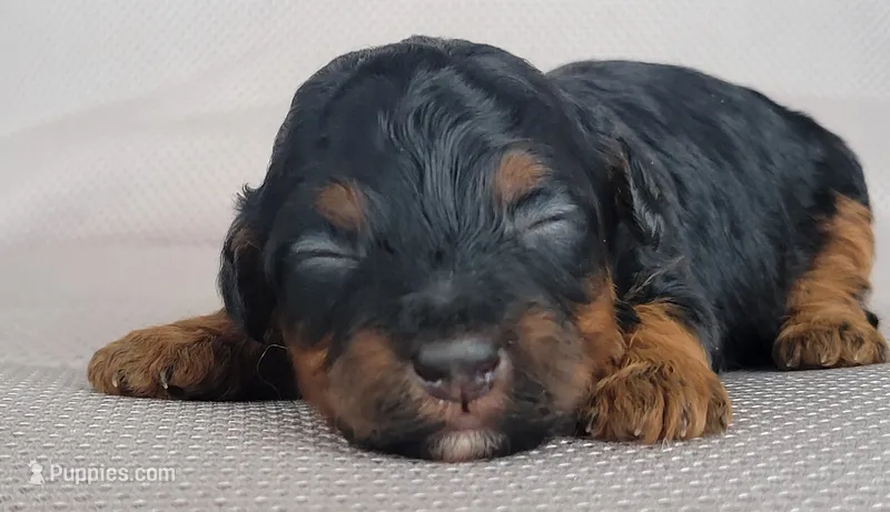 Maui – Shihpoo puppy for sale in Limestone, TN